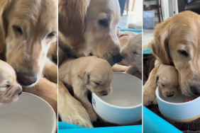 Video: Golden Retriever Mom & Her Puppy Drink From the Same Bowl