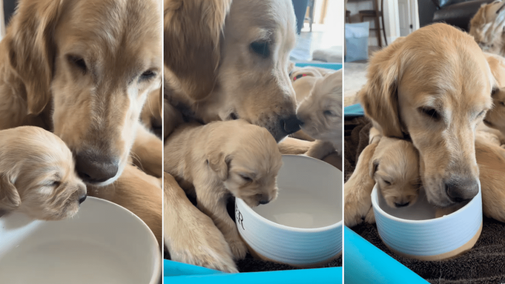 Video: Golden Retriever Mom & Her Puppy Drink From the Same Bowl