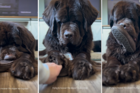 Video: Dog Won’t Return the Stolen Item Without a Fight