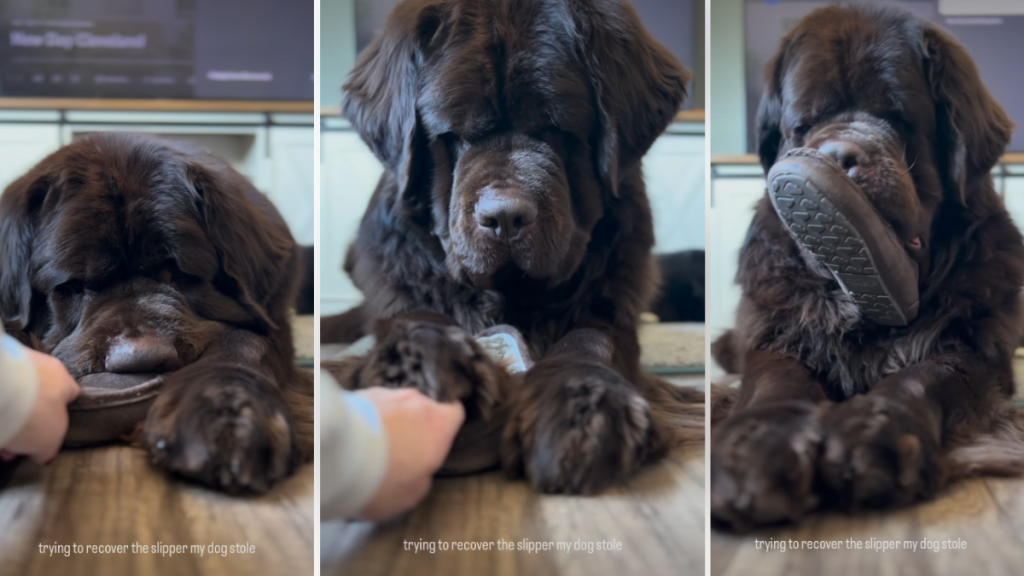 Video: Dog Won’t Return the Stolen Item Without a Fight