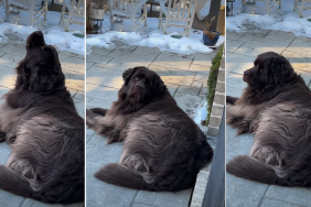 Video Shows Dog's Contribution to the Fire Department