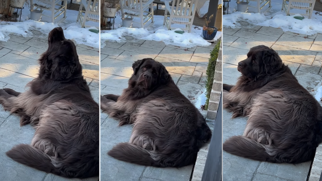 Video Shows Dog's Contribution to the Fire Department