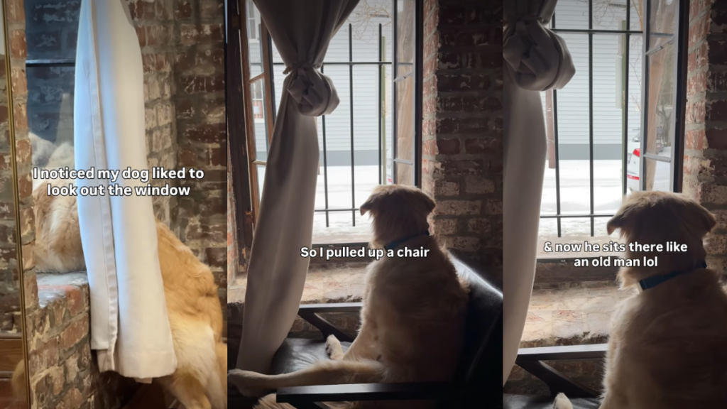 Golden Retriever Sits Like an 'Old Man' Next to Window in Cute Video