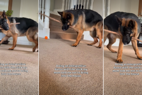 Video: German Shepherd Dog’s Interpretive Dance Goes Viral