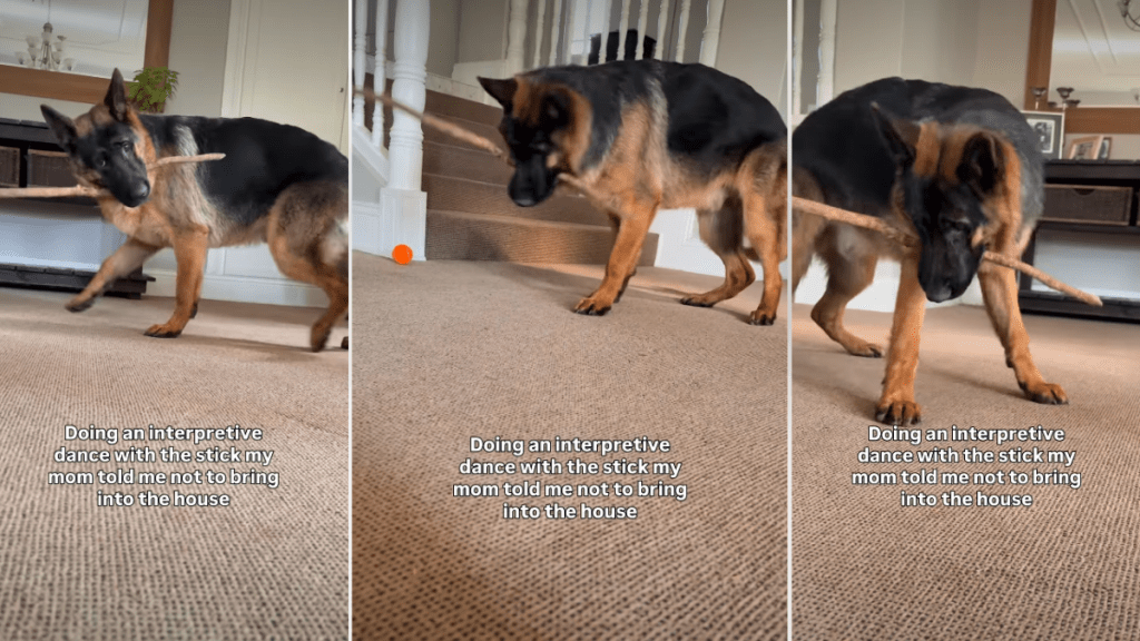 Video: German Shepherd Dog’s Interpretive Dance Goes Viral