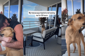 Video: Rescue Pup Reacts to Seeing Owner After 36 Hours Apart