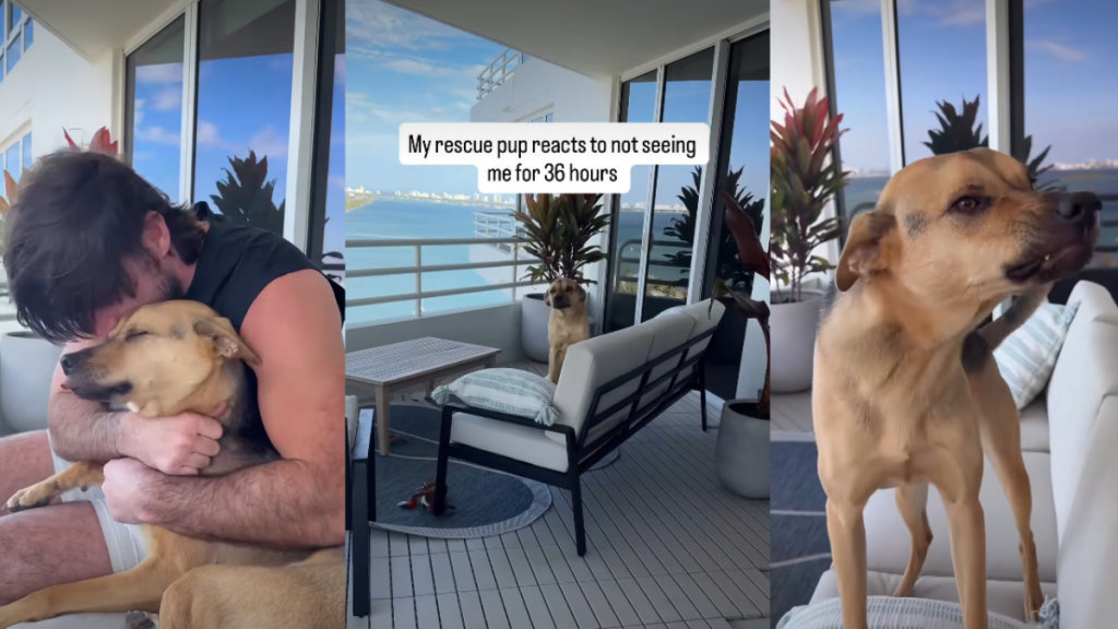 Video: Rescue Pup Reacts to Seeing Owner After 36 Hours Apart