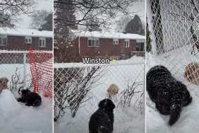 Video: Puppy Waits in the Usual Spot Every Day to Hang Out With Neighbor’s Pup