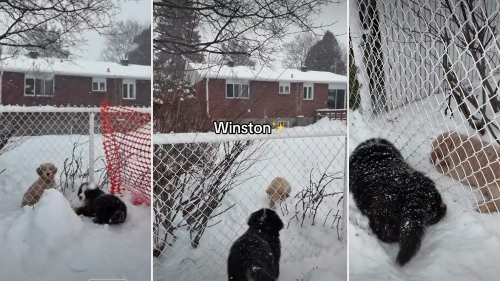 Video: Puppy Waits in the Usual Spot Every Day to Hang Out With Neighbor’s Pup