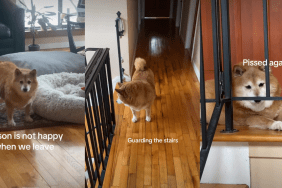 Video: Dog Accepts Pets Reluctantly When Owners Leave