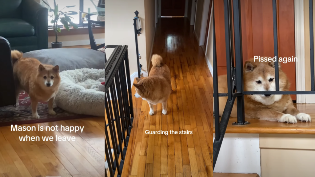 Video: Dog Accepts Pets Reluctantly When Owners Leave