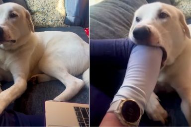 Video: Dog Does This When Park Time Is Delayed