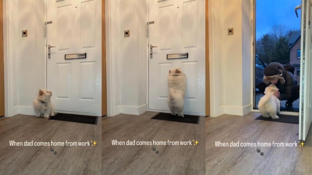 Puppy Waits by the Door for Dad to Come Home in Adorable Video