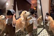 Video: Golden Retriever Follows Tiny Human Around Just to Do This