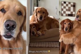 Video: Golden Retriever Chooses Furry Sister as Valentine