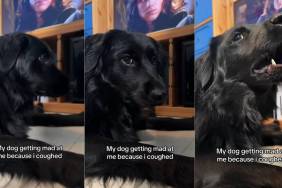 Video: Dog Gets 'Mad' After Owner Coughs