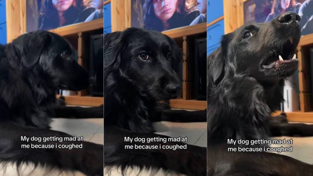 Video: Dog Gets 'Mad' After Owner Coughs
