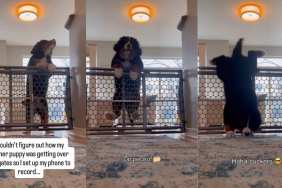 Video Shows How Puppy Plans & Executes Escape From Baby Gate