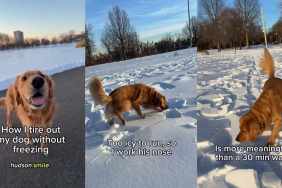 Video: Golden Retriever’s Walk Gets Extra Enriching Thanks to This Clever Trick