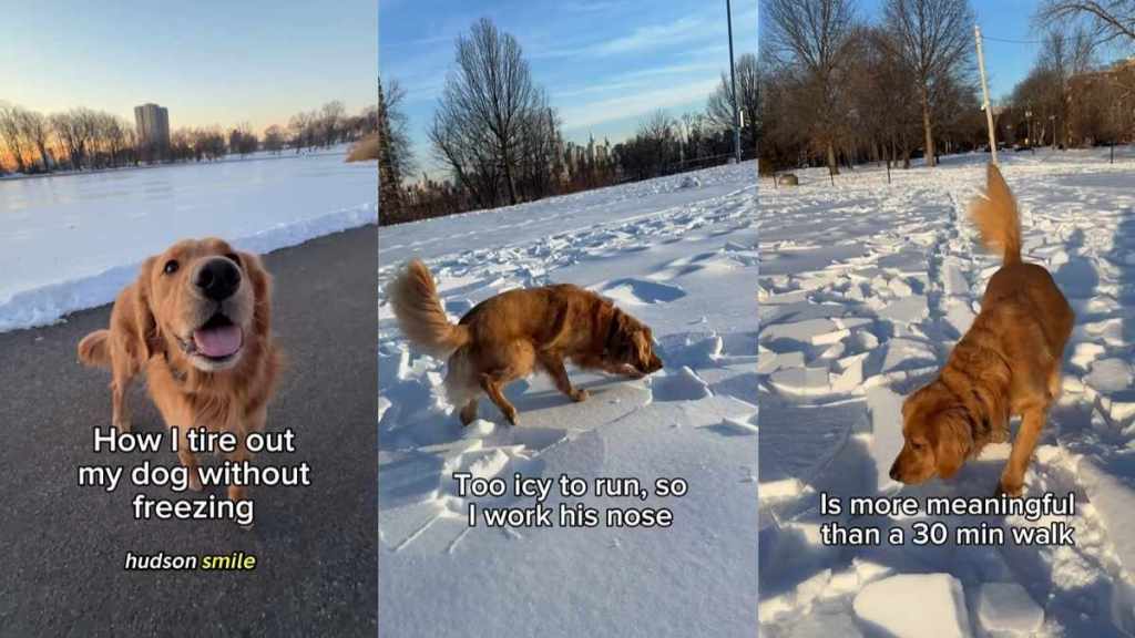 Video: Golden Retriever’s Walk Gets Extra Enriching Thanks to This Clever Trick