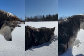 Video: Dog Dunking Face in Snow Melts Hearts