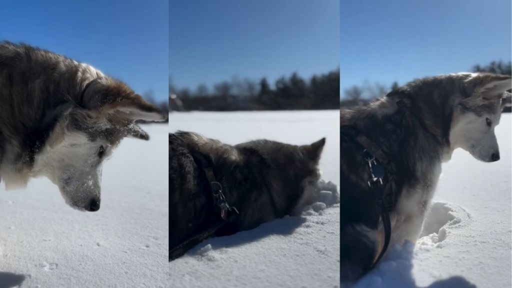 Video: Dog Dunking Face in Snow Melts Hearts