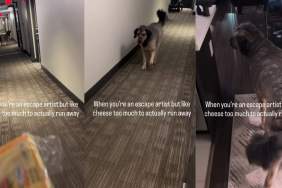 Video: Dog Makes Tough Choice Between Escape or Cheese