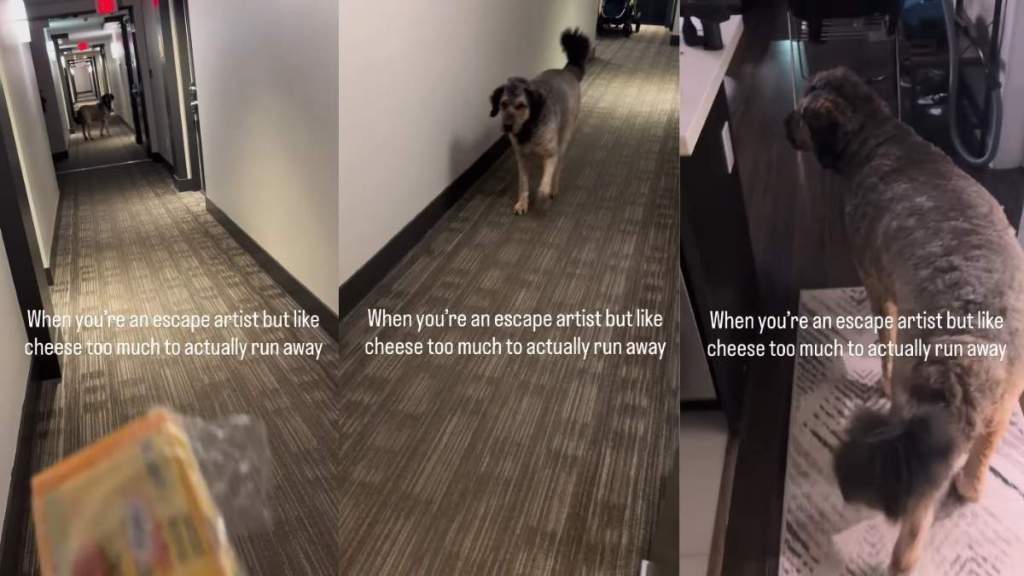 Video: Dog Makes Tough Choice Between Escape or Cheese