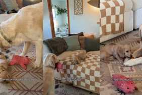 Video of a Golden Retriever Babysitting a Pup Is the Best Thing You'll See Today