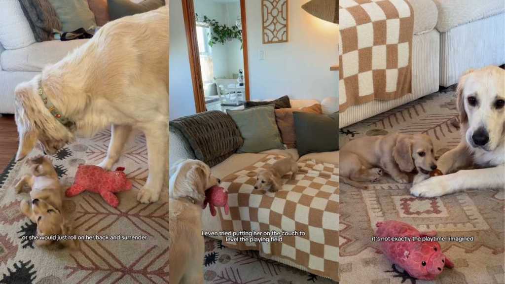 Video of a Golden Retriever Babysitting a Pup Is the Best Thing You'll See Today