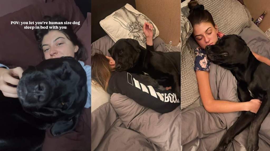 Video Shows What It’s Like To Share a Bed With ‘Human-Sized Dog'