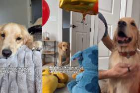 Video: Dog’s Reaction to Dad’s Birthday Surprise Is Precious