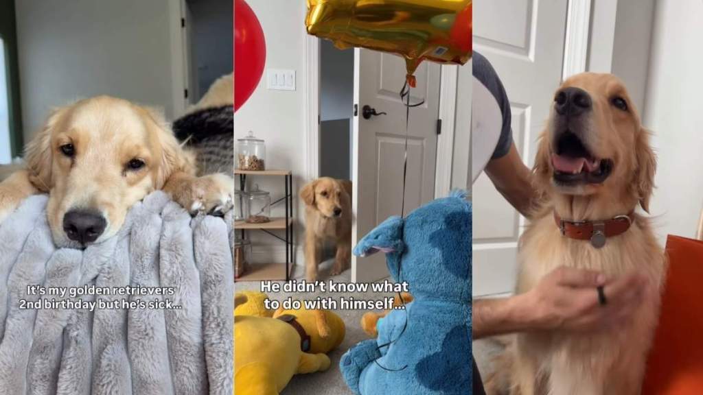 Video: Dog’s Reaction to Dad’s Birthday Surprise Is Precious