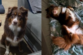 Video: Dog Gets Super Enthusiastic for a ‘Girly Sleepover'