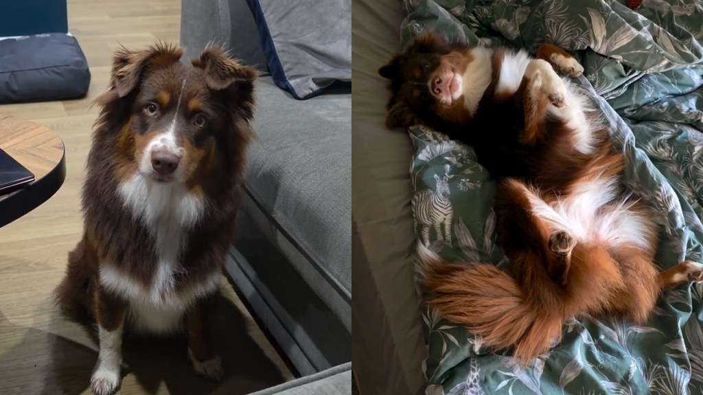 Video: Dog Gets Super Enthusiastic for a ‘Girly Sleepover'