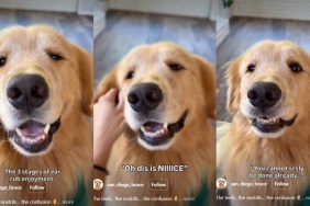 Video: Owner Captures 3 Stages of Dog’s Ear Rub Enjoyment