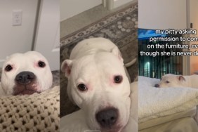 Dog Politely Seeks Permission Before Using Any Furniture