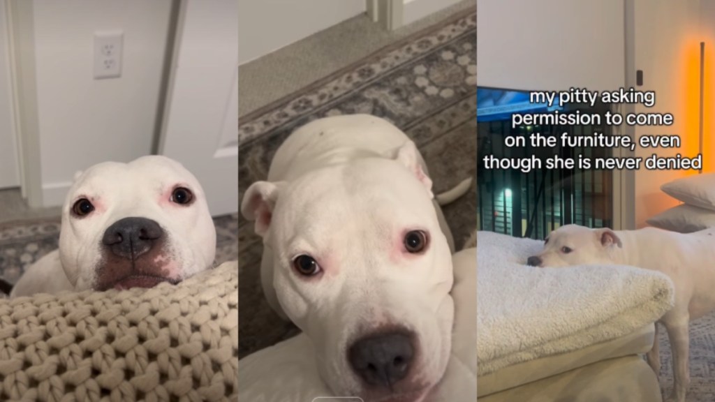 Dog Politely Seeks Permission Before Using Any Furniture