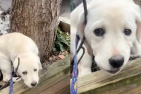 Labrador Puppy's Favorite Thing to Do on a Walk Is Attack Plants