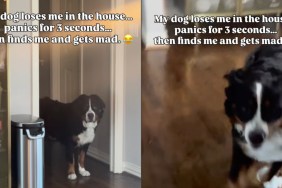 Dog Experiences Many Emotions Between Finding & Losing Owner in the House