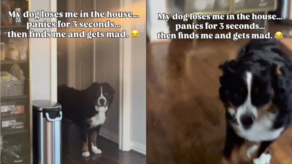 Dog Experiences Many Emotions Between Finding & Losing Owner in the House