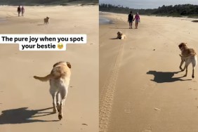 Video: Labrador Pauses Before Greeting Furry Friend at the Beach