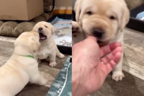 Video: Labrador Puppy Walks Away From a Cute Fight