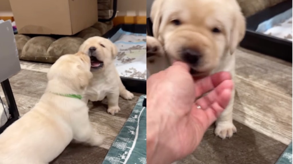 Video: Labrador Puppy Walks Away From a Cute Fight