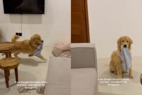 Video: Owner Reveals What Puppy’s ‘Teenage Era’ Looks Like