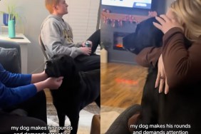 Video: Dog Goes to Every Guest, Turn by Turn, to Get AttentionVideo: Dog Goes to Every Guest, Turn by Turn, to Get Attention
