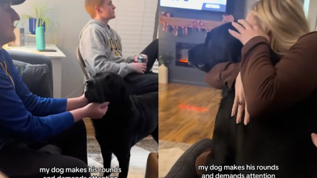 Video: Dog Goes to Every Guest, Turn by Turn, to Get AttentionVideo: Dog Goes to Every Guest, Turn by Turn, to Get Attention