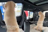Golden Retriever Puppy Wants to Do What Dad's Doing in Cute Video