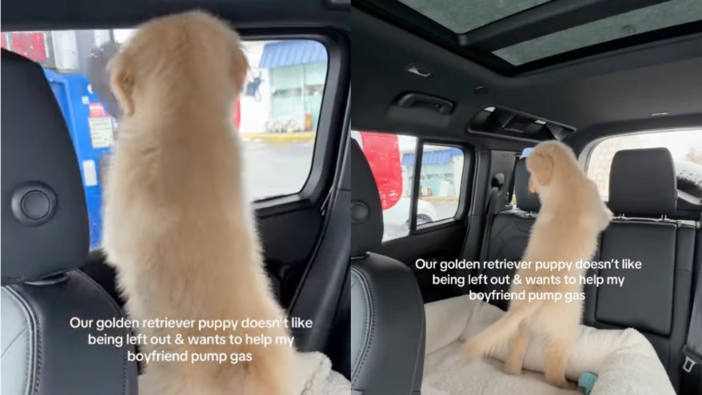 Golden Retriever Puppy Wants to Do What Dad's Doing in Cute Video