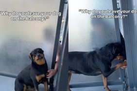 Video: Dog Only Goes to the Balcony for Neighbor’s Reaction